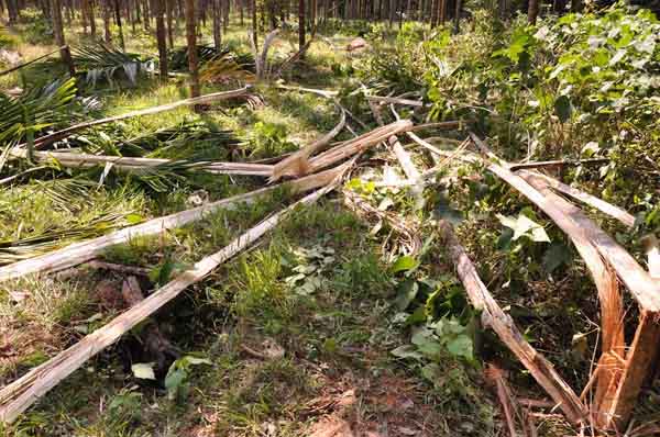 ಸುಬ್ರಹ್ಮಣ್ಯ: ಮತ್ತೆ ಕಾಡಾನೆ ದಾಳಿ